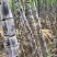 湖北黑皮甘蔗,应季甘蔗果肉饱满无虫蛀无坏芯甜度高品质好。