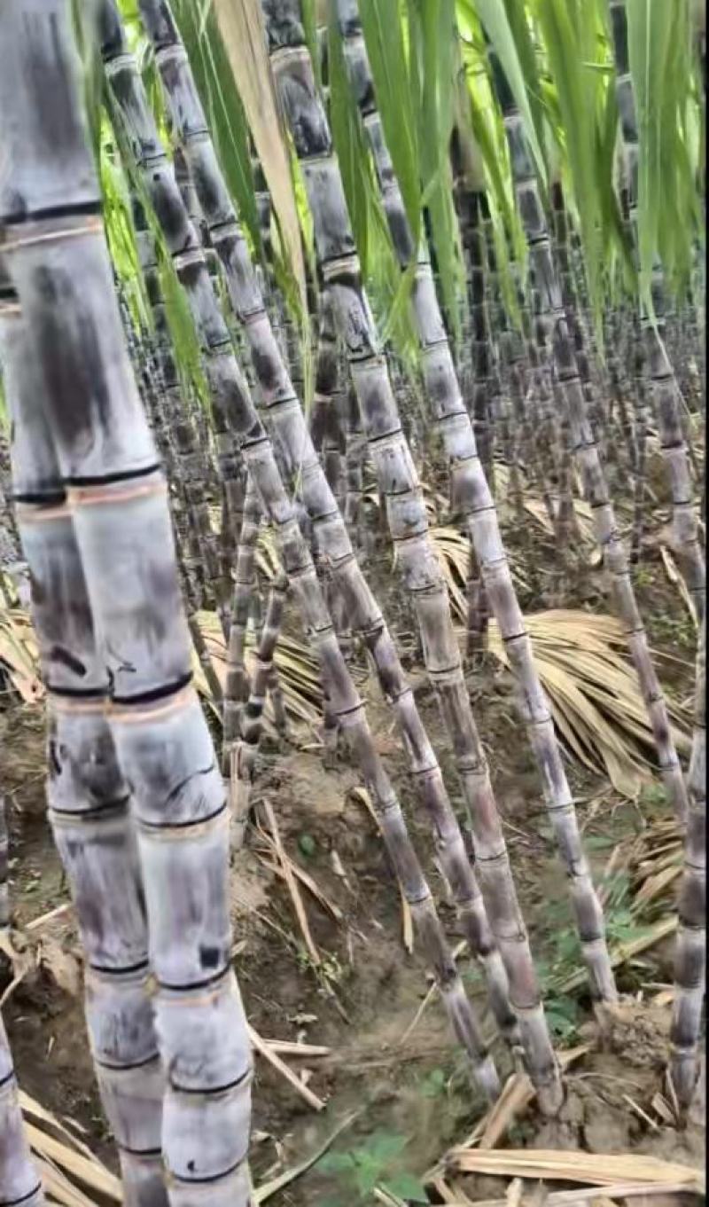 湖北黑皮甘蔗,应季甘蔗果肉饱满无虫蛀无坏芯甜度高品质好。