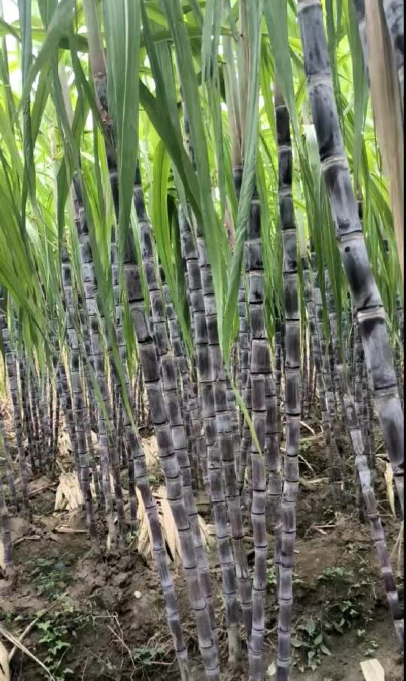 湖北黑皮甘蔗,应季甘蔗果肉饱满无虫蛀无坏芯甜度高品质好。