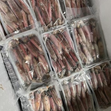 东山岛灯罩活冻小鱿鱼，刺身级别！