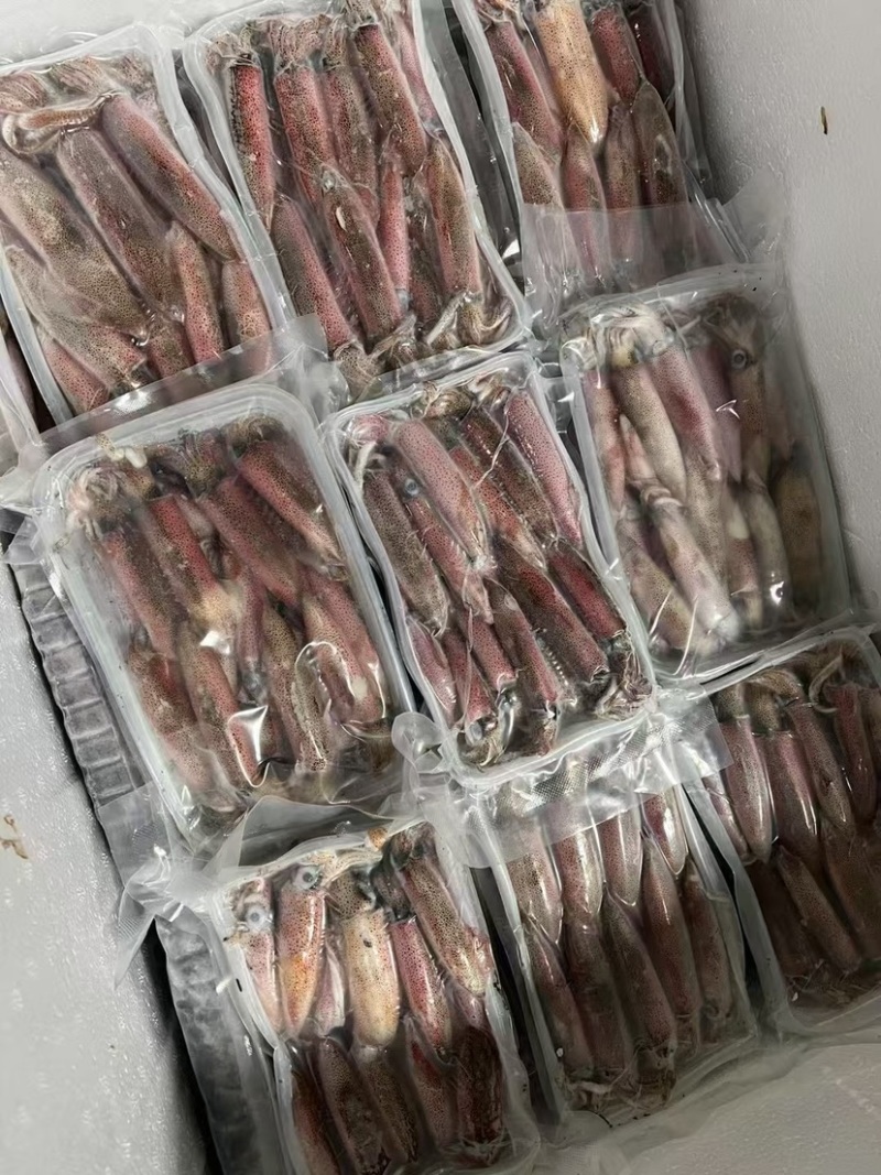 东山岛灯罩活冻小鱿鱼，刺身级别！