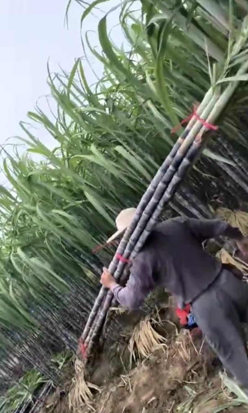 广西黑皮甘蔗,湖北仙桃甘蔗皮薄易削食用方便品质好适合摆摊