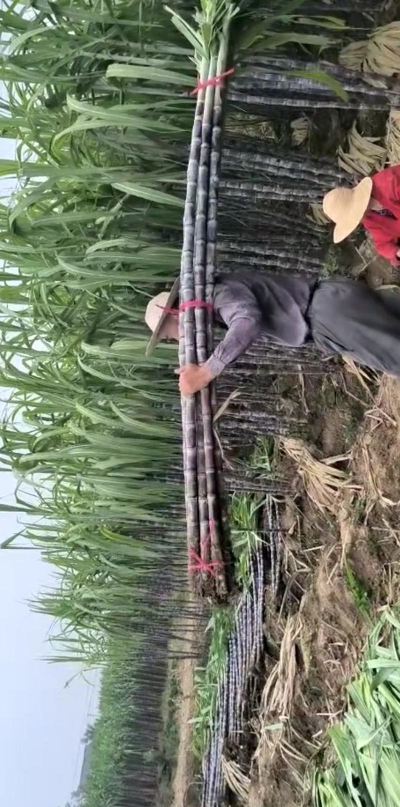 广西黑皮甘蔗,湖北仙桃甘蔗皮薄易削食用方便品质好适合摆摊