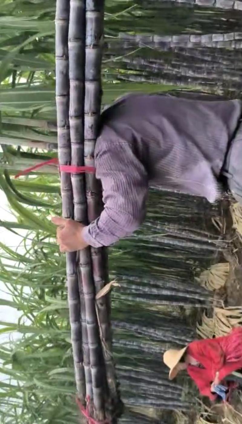广西黑皮甘蔗,湖北仙桃甘蔗皮薄易削食用方便品质好适合摆摊