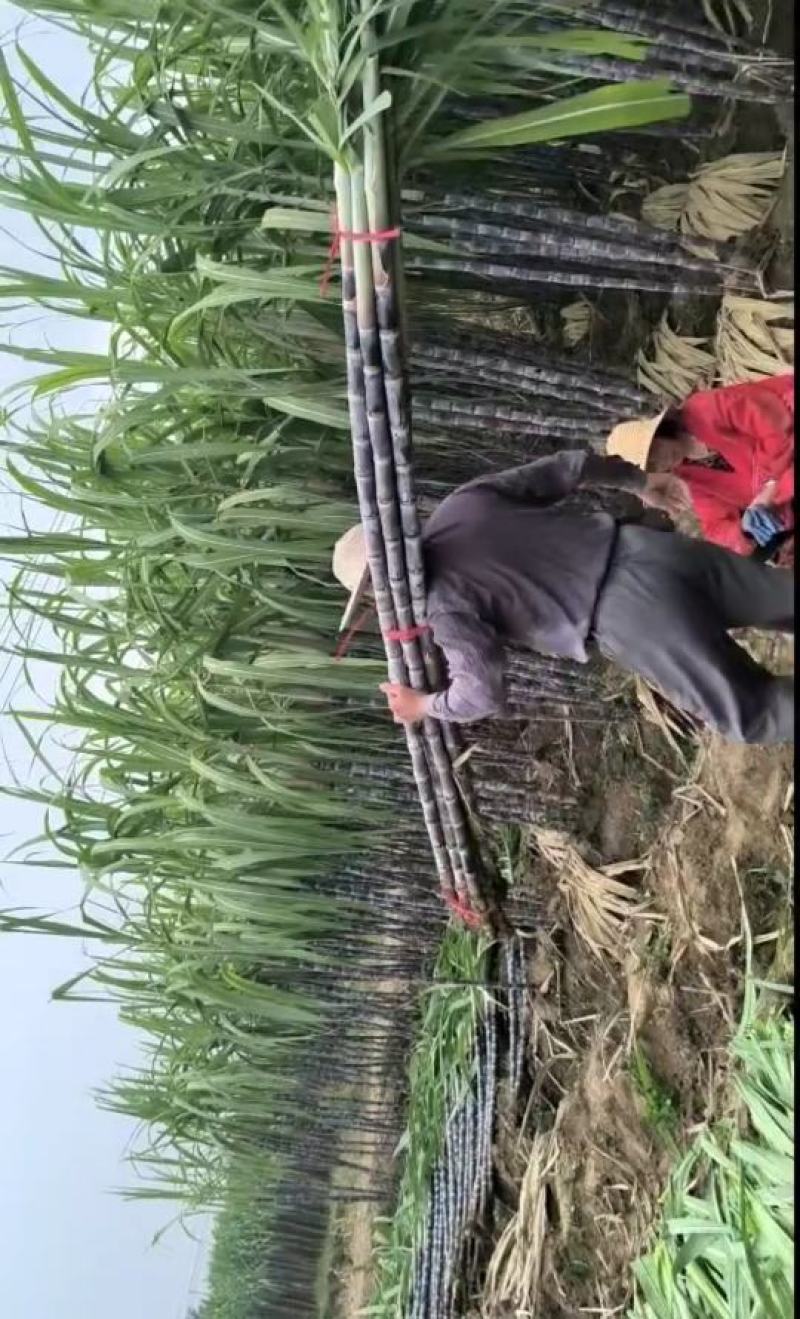 广西黑皮甘蔗,湖北仙桃甘蔗皮薄易削食用方便品质好适合摆摊