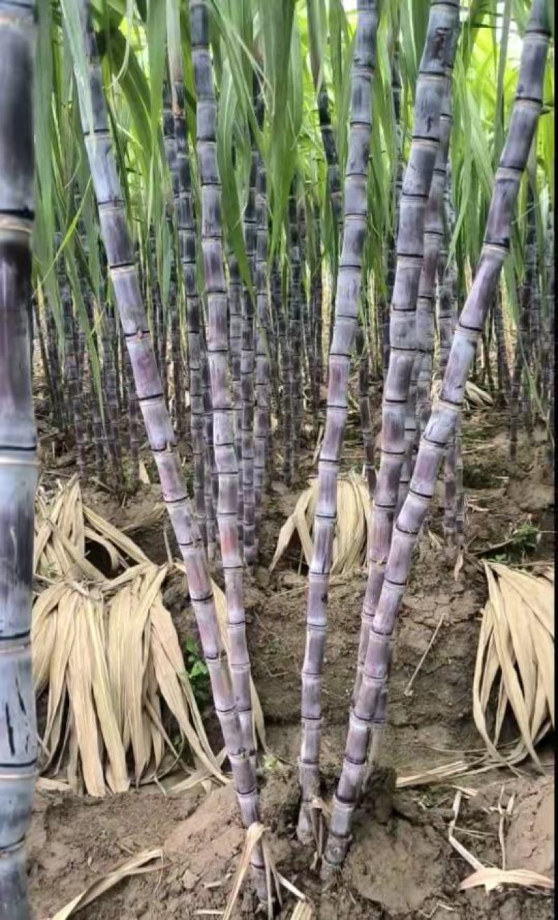 广西黑皮甘蔗,湖北仙桃甘蔗皮薄易削食用方便品质好适合摆摊