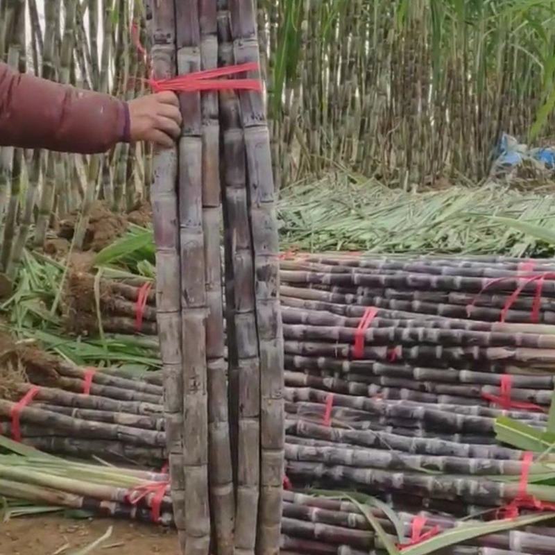 湖北黑皮甘蔗,优质水果甘蔗,粗条均匀外观整齐适合市场批发