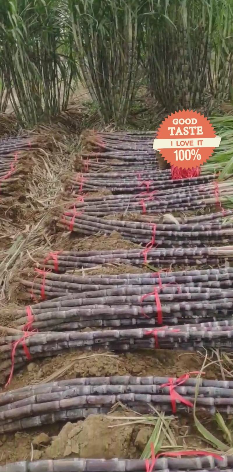 湖北黑皮甘蔗,优质水果甘蔗,粗条均匀外观整齐适合市场批发