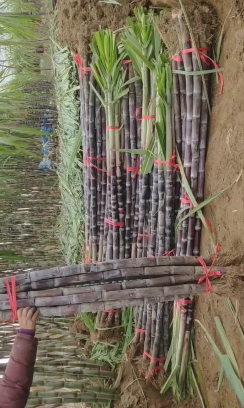 湖北黑皮甘蔗,优质水果甘蔗,粗条均匀外观整齐适合市场批发