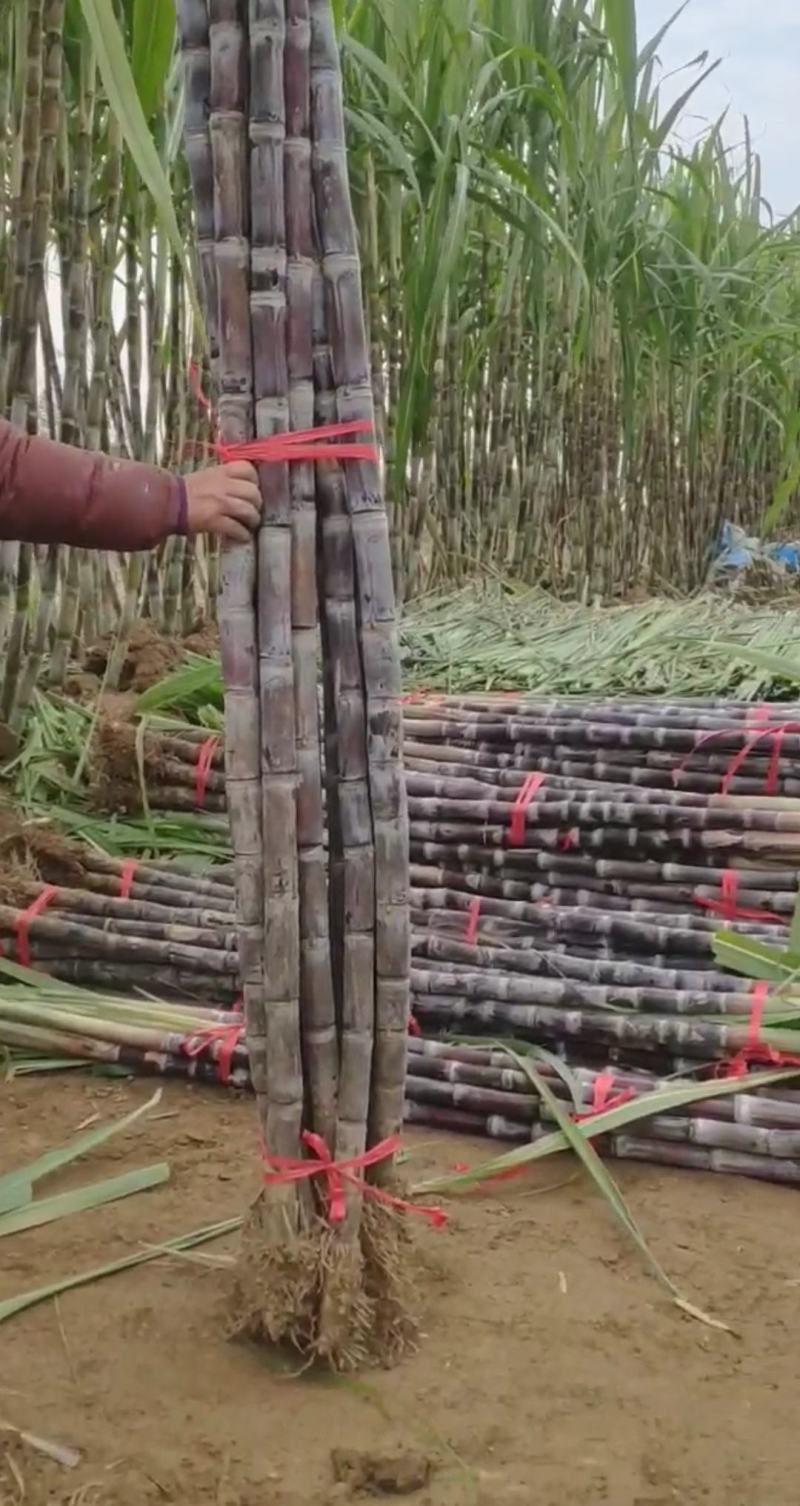 湖北黑皮甘蔗,优质水果甘蔗,粗条均匀外观整齐适合市场批发
