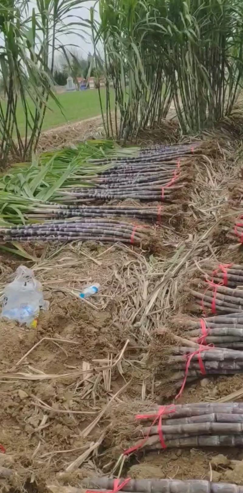 湖北黑皮甘蔗,优质水果甘蔗,粗条均匀外观整齐适合市场批发