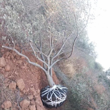 处理油橄榄树