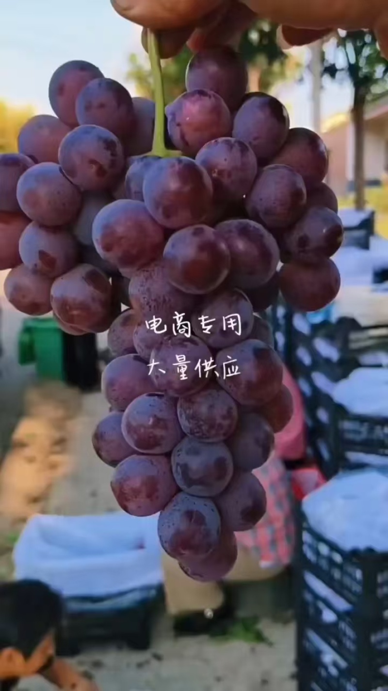 陕西红提/2芽红提/可供应电商社区团购