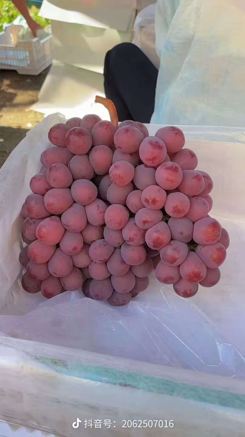 陕西红提/2芽红提/可供应电商社区团购