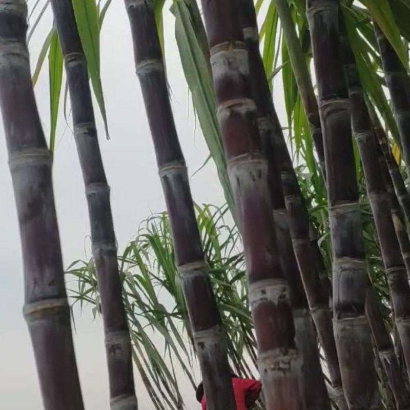 仙桃黑皮甘蔗,秋冬青皮甘蔗,自然成熟,甜度适中,产地直供