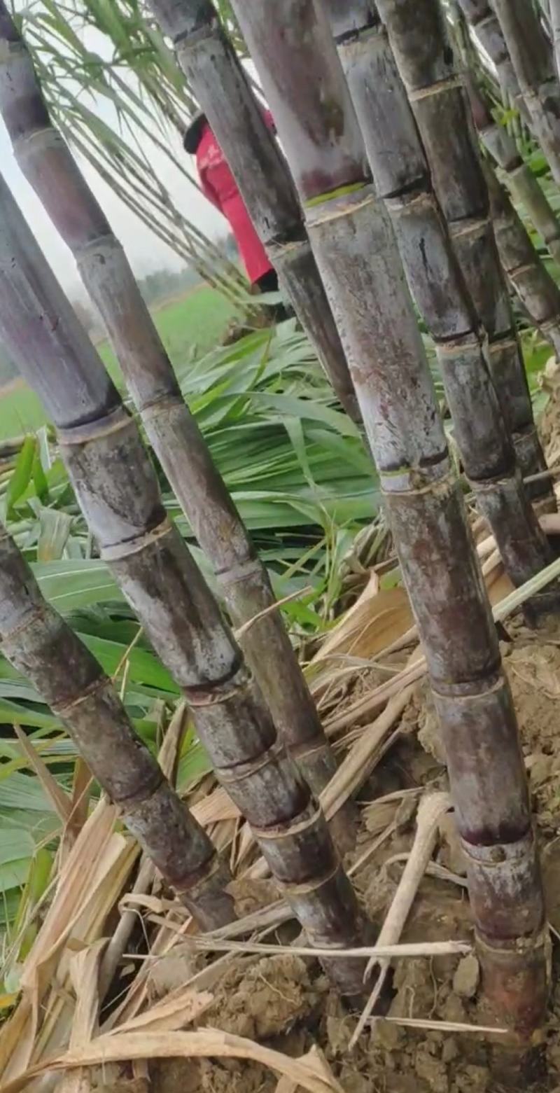 仙桃黑皮甘蔗,秋冬青皮甘蔗,自然成熟,甜度适中,产地直供
