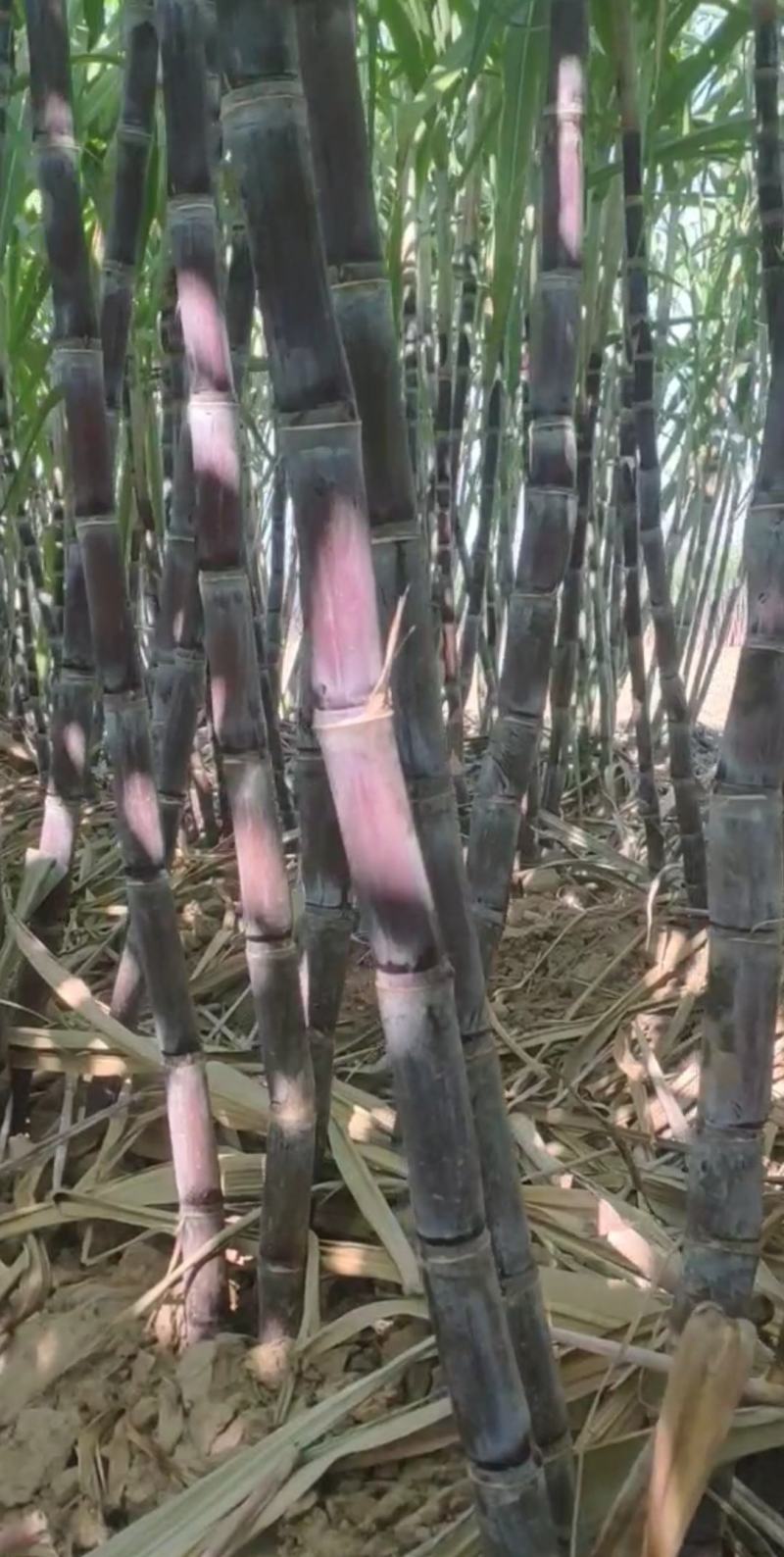 仙桃黑皮甘蔗,秋冬青皮甘蔗,自然成熟,甜度适中,产地直供