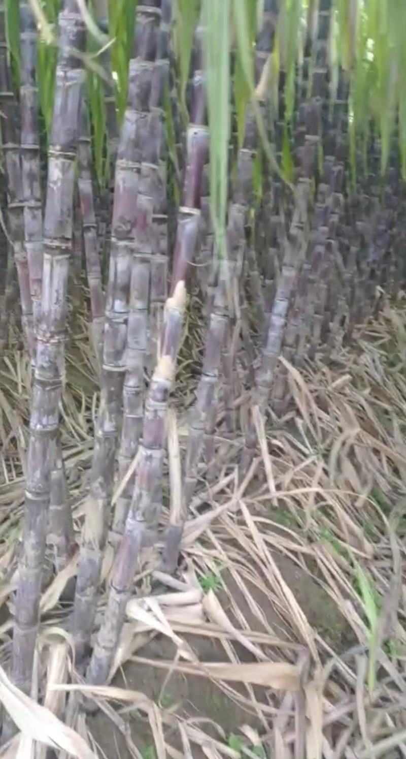 仙桃黑皮甘蔗,秋冬青皮甘蔗,自然成熟,甜度适中,产地直供