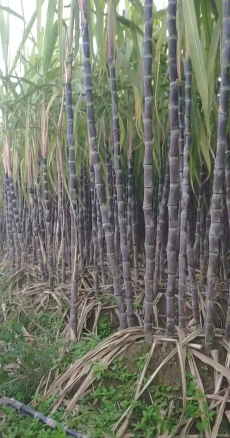 仙桃黑皮甘蔗,秋冬青皮甘蔗,自然成熟,甜度适中,产地直供