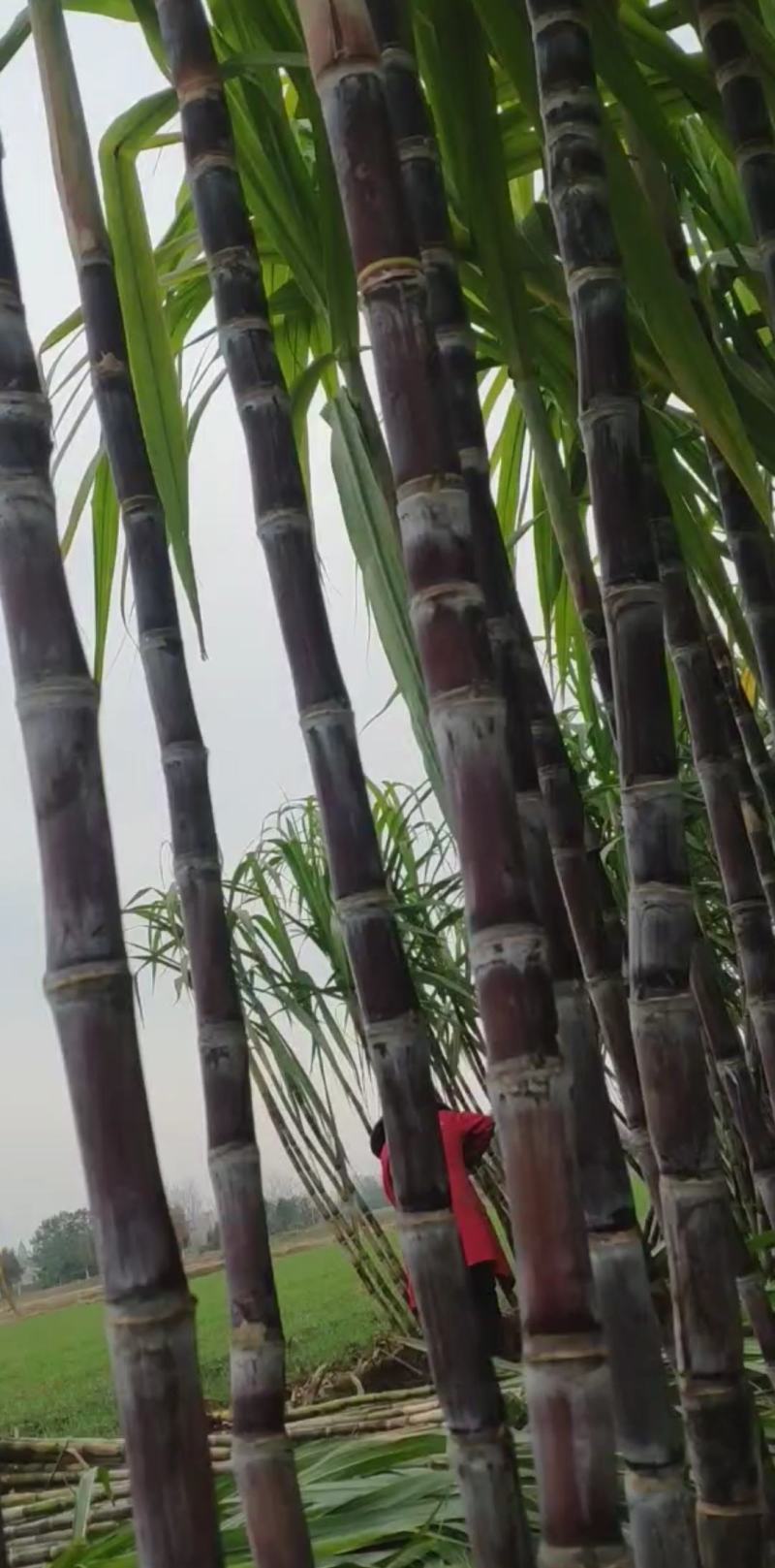 仙桃黑皮甘蔗,秋冬青皮甘蔗,自然成熟,甜度适中,产地直供