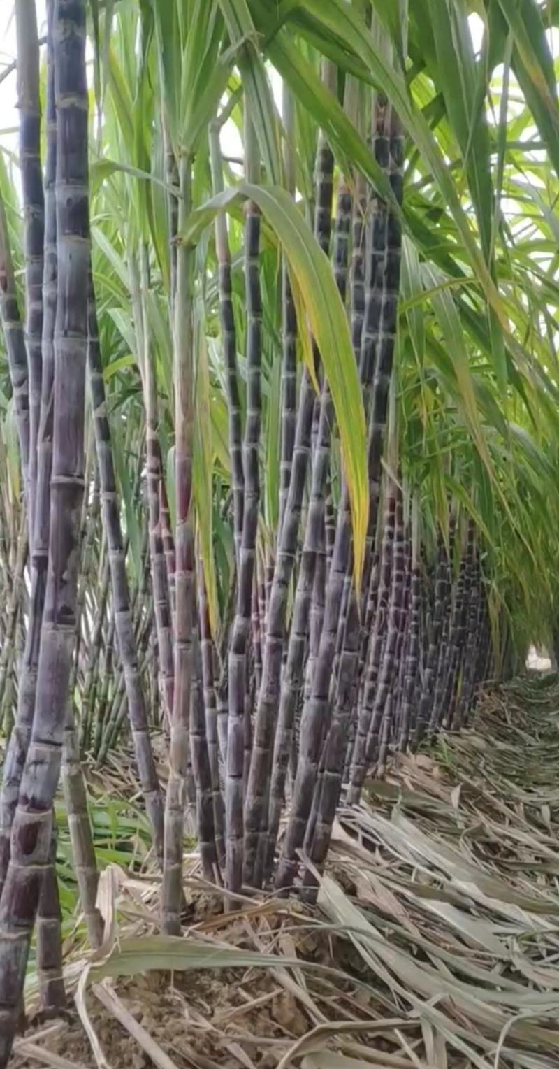 仙桃黑皮甘蔗,秋冬青皮甘蔗,自然成熟,甜度适中,产地直供