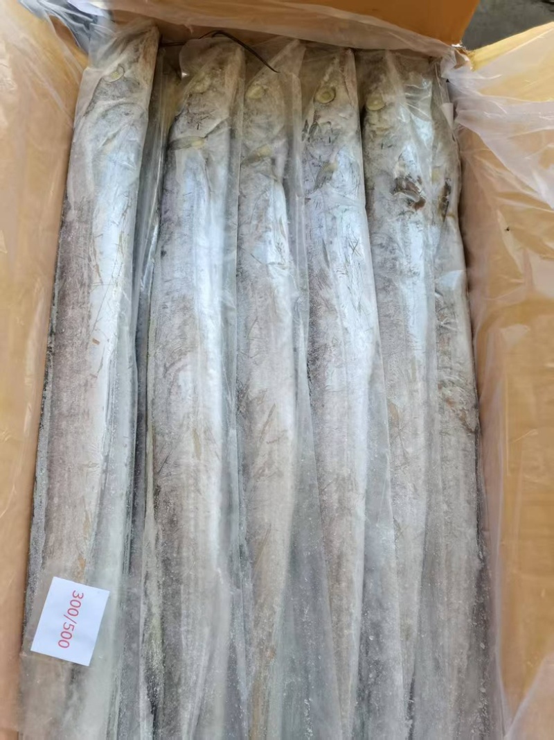 带鱼B带300/500