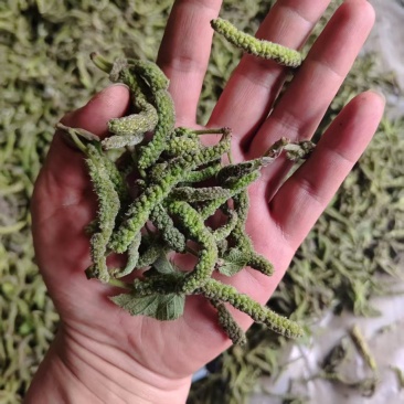 钩棒槌，钩不穗，毛毛虫，楮树穗，土桃穗，楚不穗