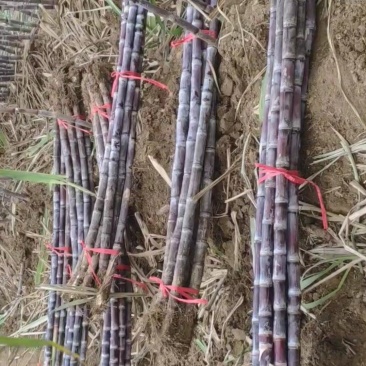 黑皮/青皮甘蔗,湖北水果甘蔗,长条粗壮,节长均匀量大从优