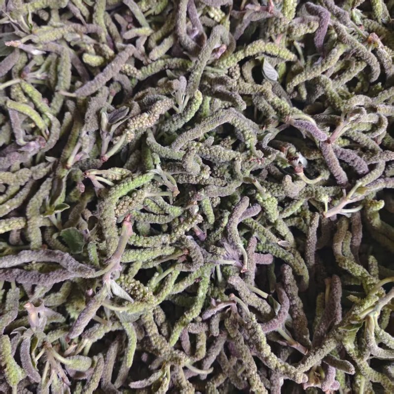 钩棒槌，钩不穗，毛毛虫，楮树穗，土桃穗，楚不穗