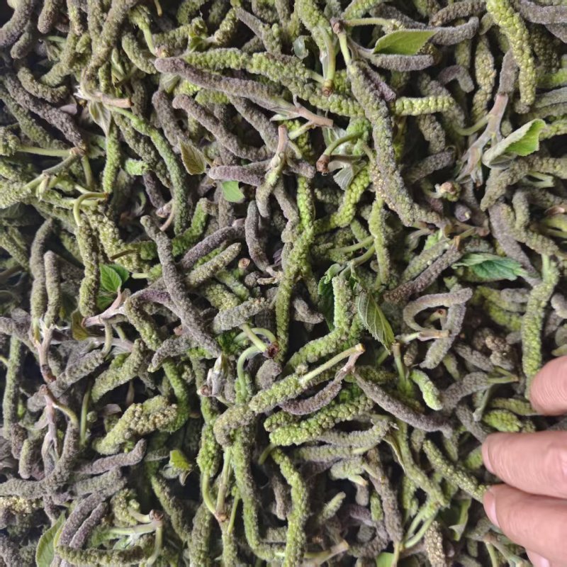 钩棒槌，钩不穗，毛毛虫，楮树穗，土桃穗，楚不穗