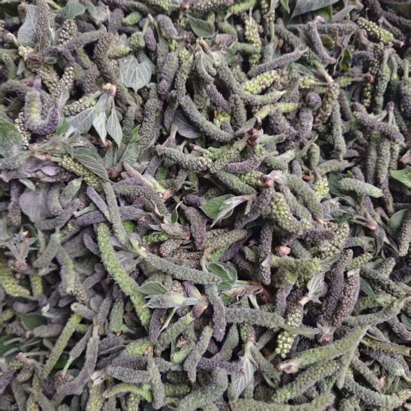 钩棒槌，钩不穗，毛毛虫，楮树穗，土桃穗，楚不穗