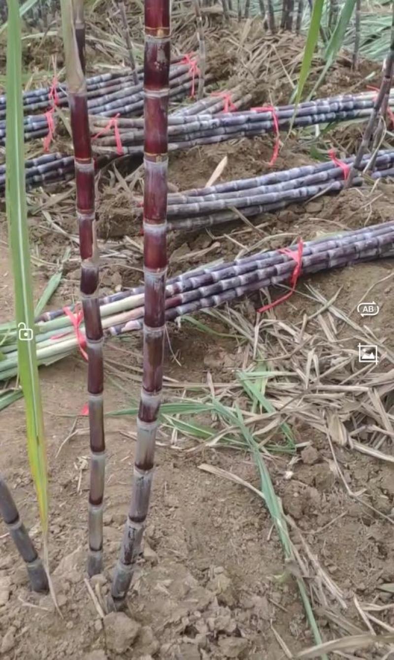黑皮/青皮甘蔗,湖北水果甘蔗,长条粗壮,节长均匀量大从优