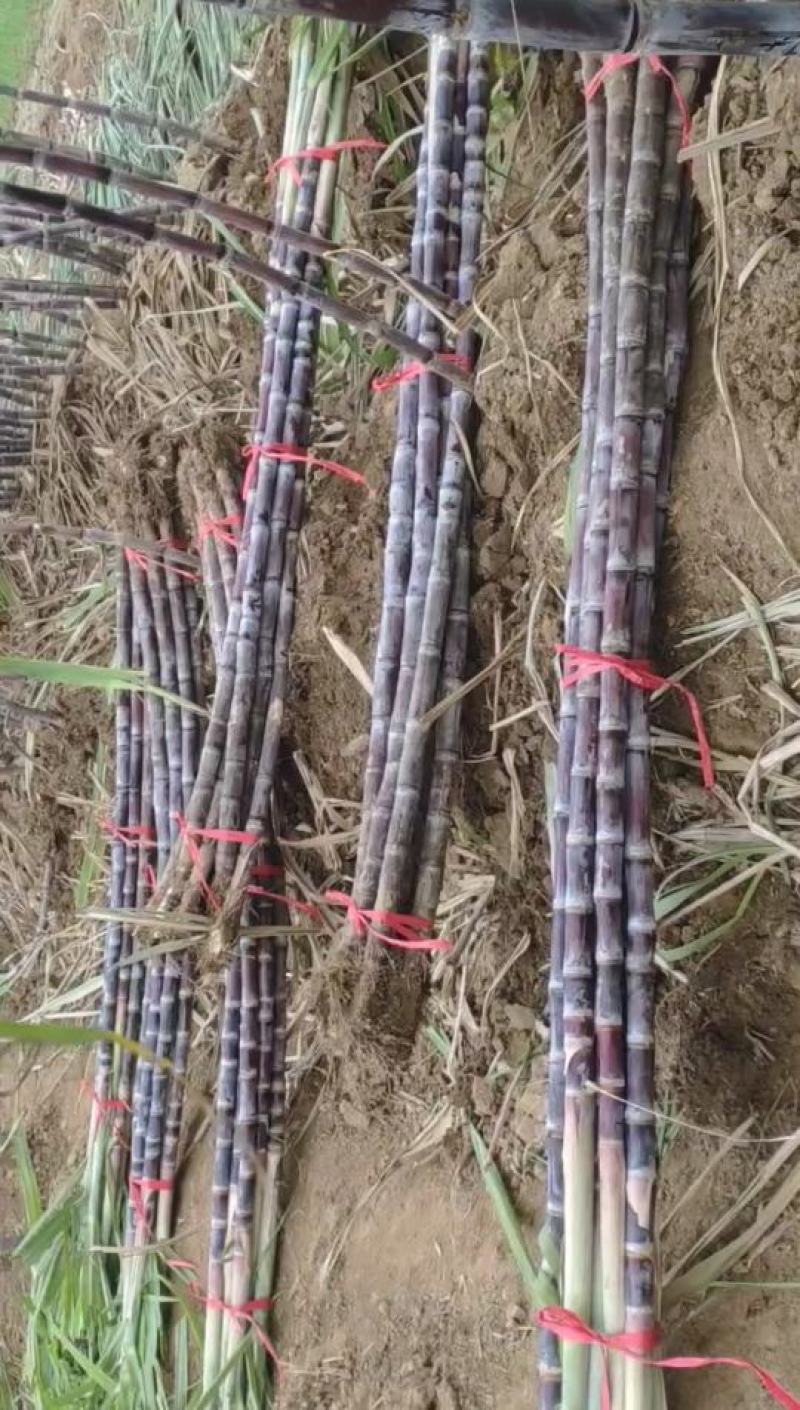 黑皮/青皮甘蔗,湖北水果甘蔗,长条粗壮,节长均匀量大从优