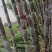 黑皮/青皮甘蔗,湖北水果甘蔗,长条粗壮,节长均匀量大从优