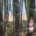 黑皮/青皮甘蔗,湖北水果甘蔗,长条粗壮,节长均匀量大从优