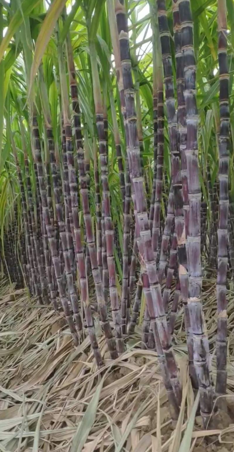 黑皮/青皮甘蔗,湖北水果甘蔗,长条粗壮,节长均匀量大从优