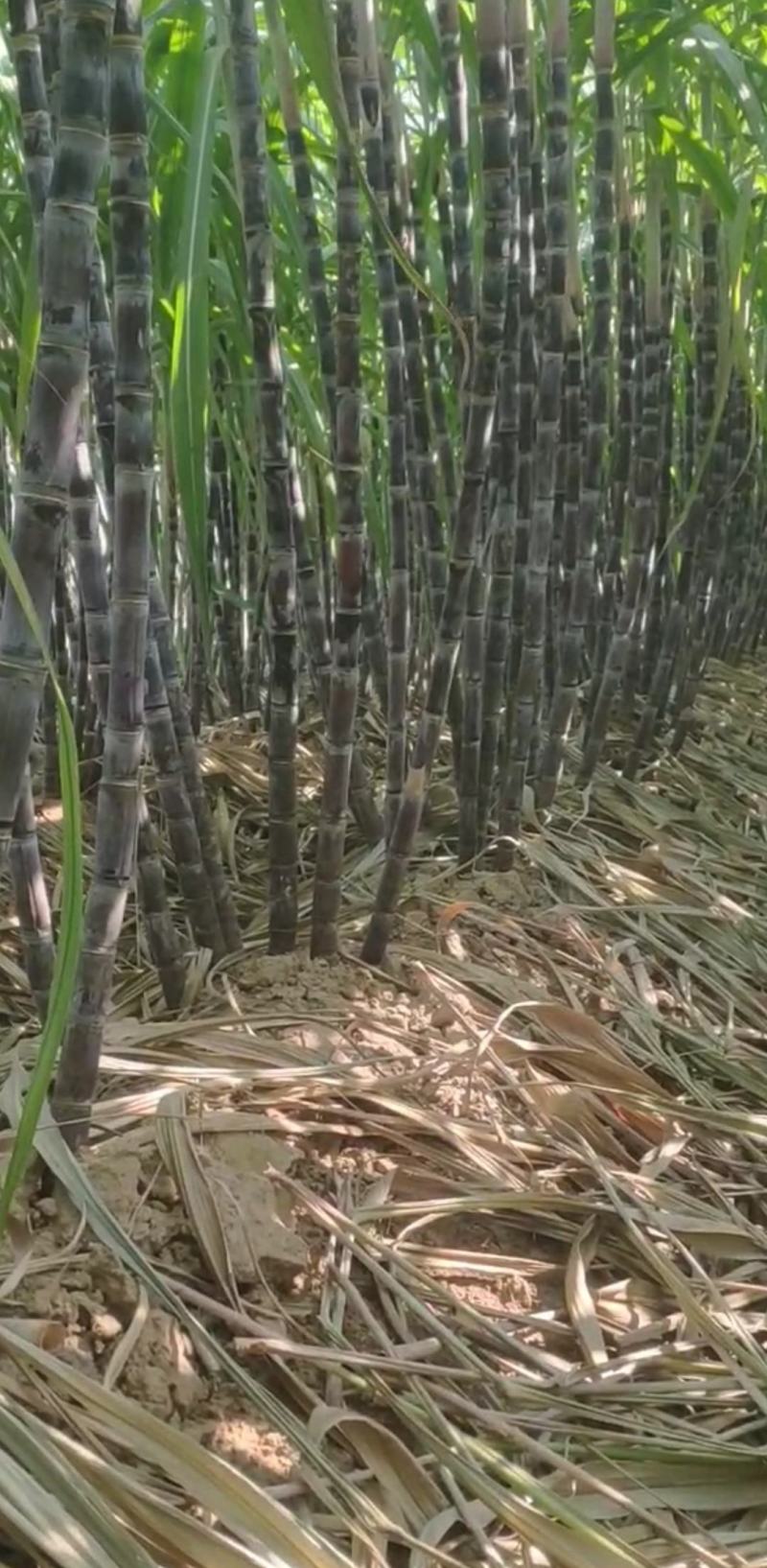 黑皮/青皮甘蔗,湖北水果甘蔗,长条粗壮,节长均匀量大从优