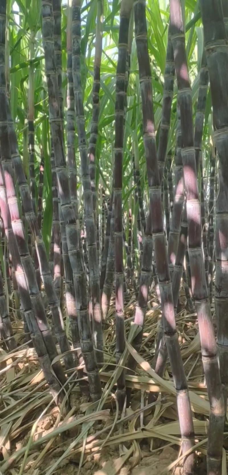黑皮/青皮甘蔗,湖北水果甘蔗,长条粗壮,节长均匀量大从优
