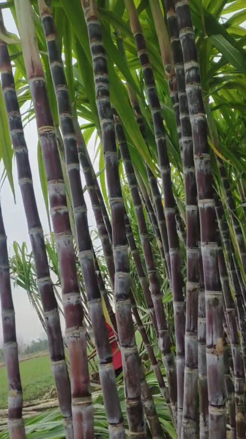 黑皮/青皮甘蔗,湖北水果甘蔗,长条粗壮,节长均匀量大从优