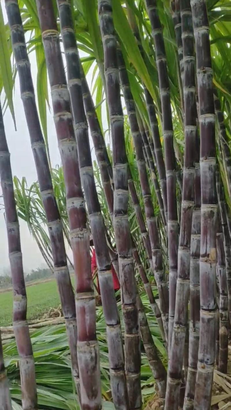 黑皮/青皮甘蔗,湖北水果甘蔗,长条粗壮,节长均匀量大从优