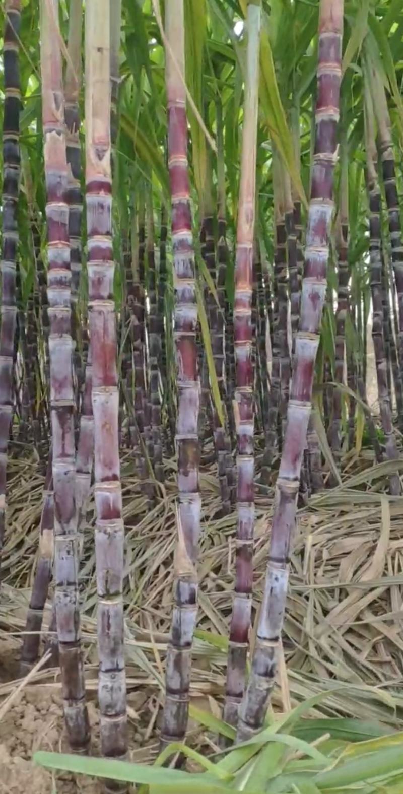 黑皮/青皮甘蔗,湖北水果甘蔗,长条粗壮,节长均匀量大从优