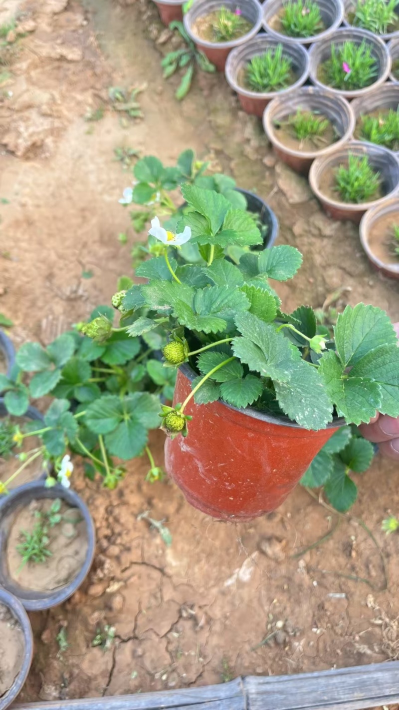 草莓苗常年供应基地直发存活率高产量优质