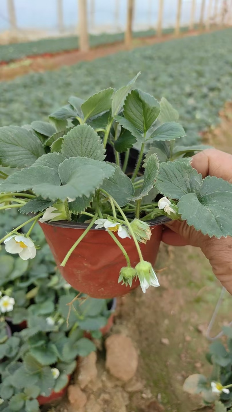 草莓苗常年供应基地直发存活率高产量优质