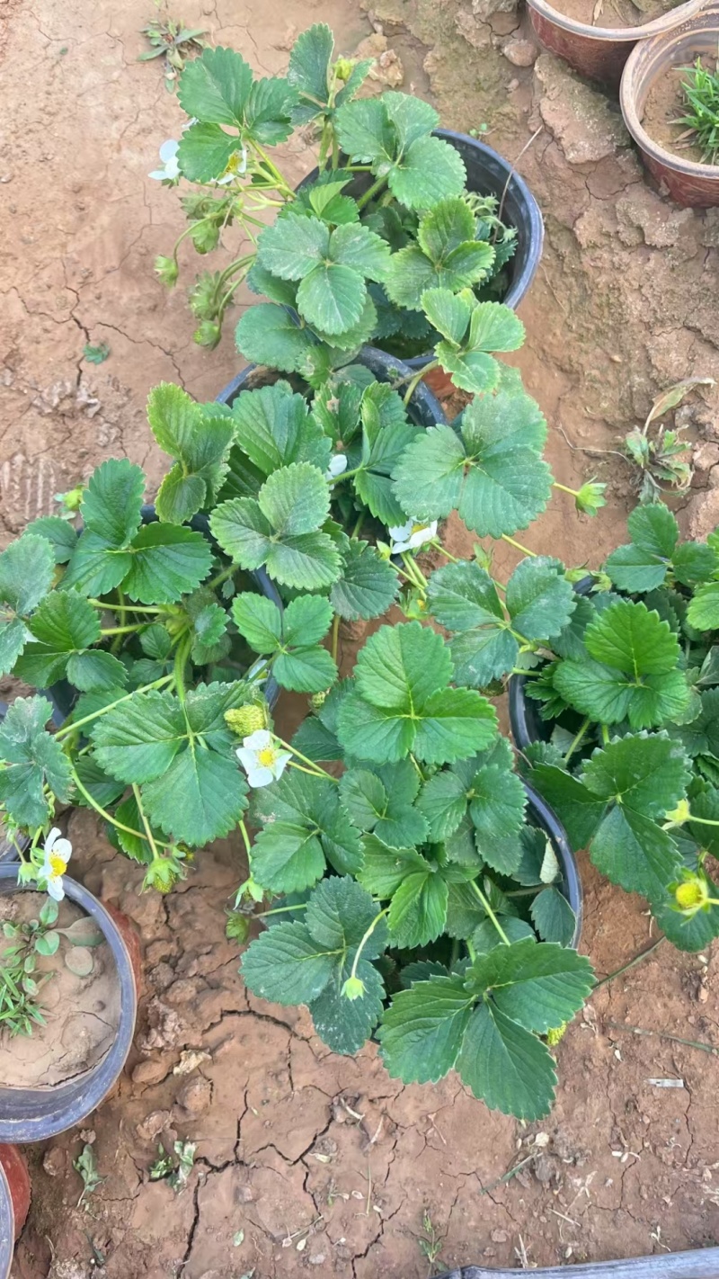 草莓苗常年供应基地直发存活率高产量优质