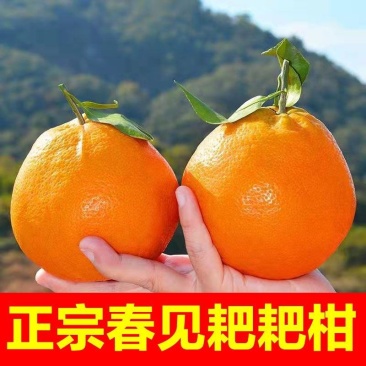 四川正宗春见耙耙柑果冻橙对接各大电商社区团购平台一件代发