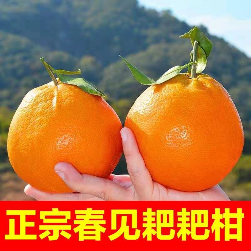 四川正宗春见耙耙柑果冻橙对接各大电商社区团购平台一件代发