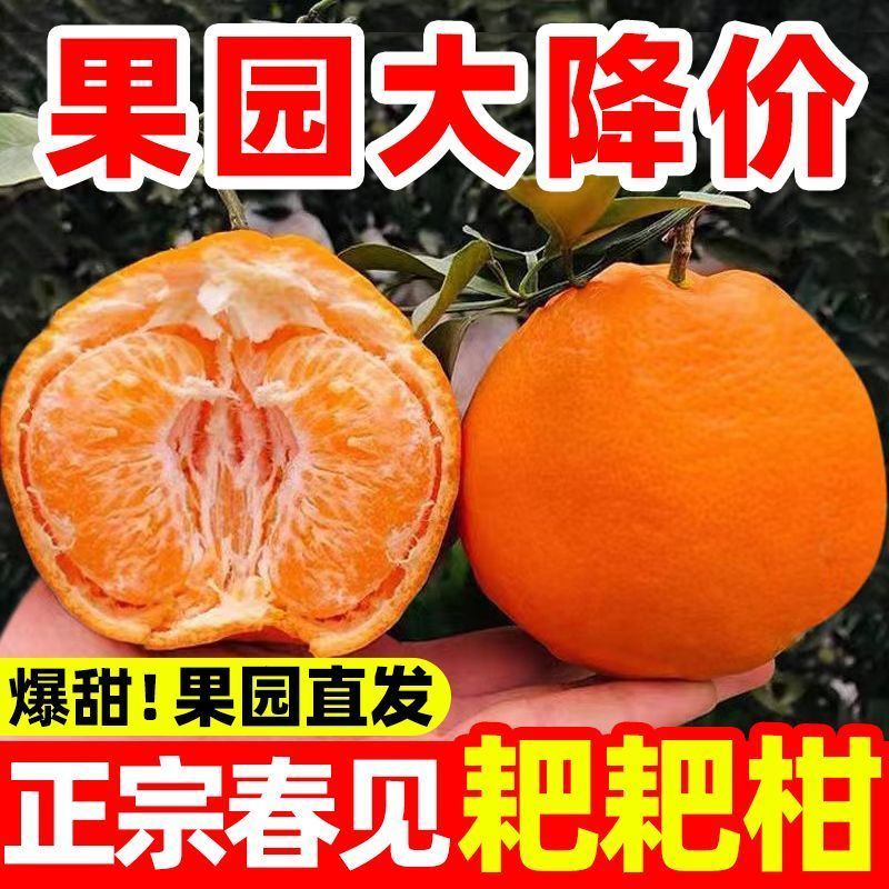 四川正宗春见耙耙柑果冻橙对接各大电商社区团购平台一件代发