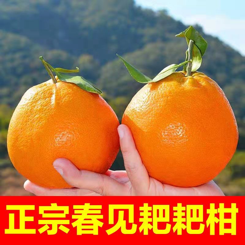 四川正宗春见耙耙柑果冻橙对接各大电商社区团购平台一件代发
