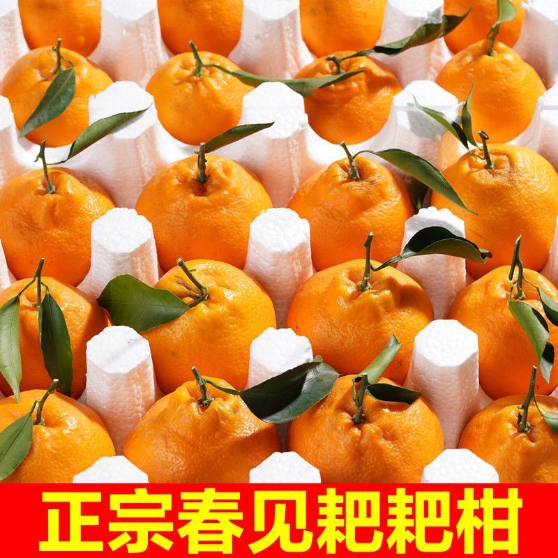 四川正宗春见耙耙柑果冻橙对接各大电商社区团购平台一件代发