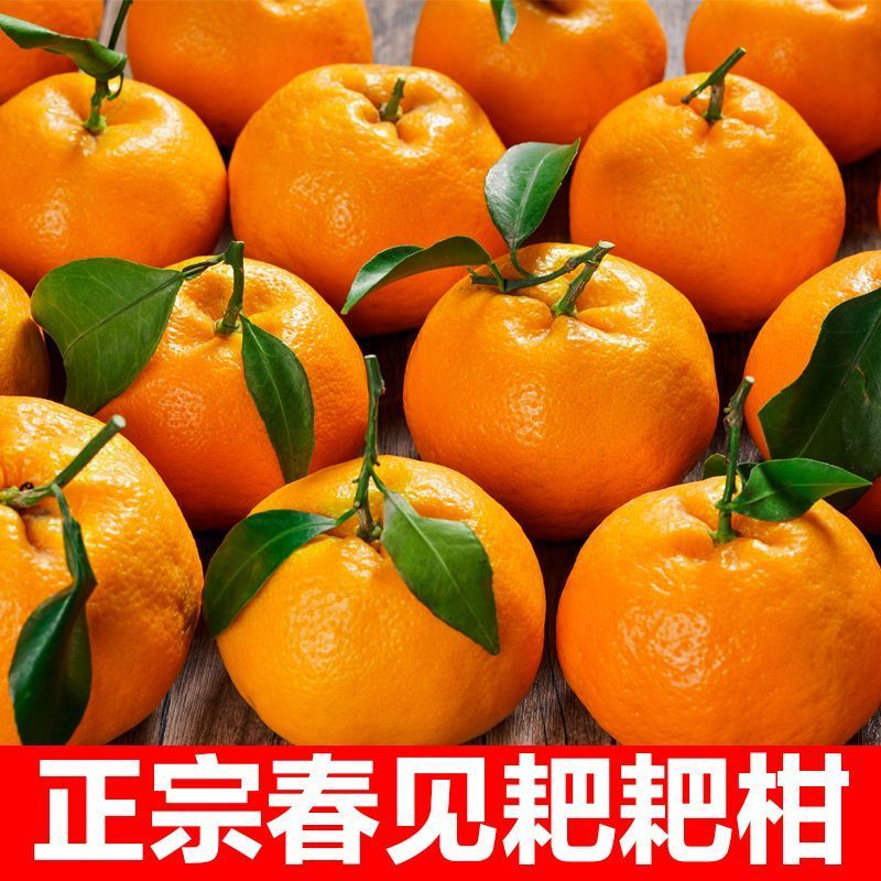 四川正宗春见耙耙柑果冻橙对接各大电商社区团购平台一件代发
